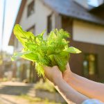 ¿Nunca has cultivado nada? Empieza con lechuga: es lo más fácil