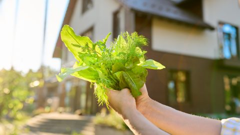 ¿Nunca has cultivado nada? Empieza con lechuga: es lo más fácil