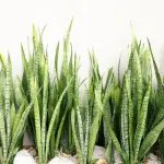 Lengua de suegra: estos 6 lugares pueden acabar con tu planta