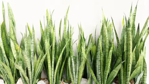 Lengua de suegra: estos 6 lugares pueden acabar con tu planta