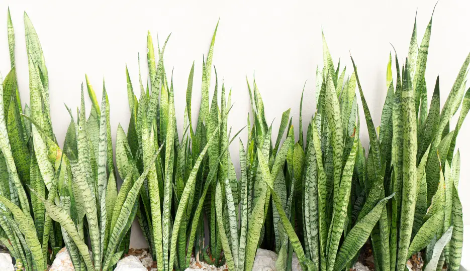Lengua de suegra: estos 6 lugares pueden acabar con tu planta