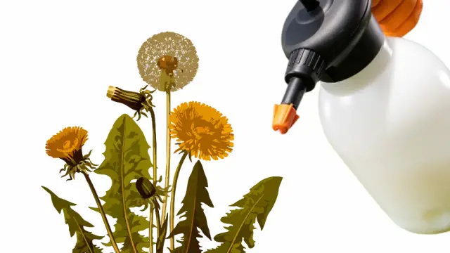 Herbicida no tóxico seguro para personas y mascotas