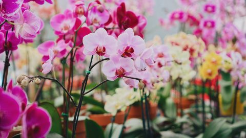 Cultivar orquídeas en casa: 4 secretos para que florezcan bien