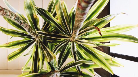 Plantas que limpian las energías en casa y en tu vida