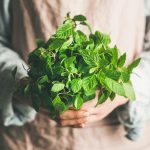 10 usos creativos y prácticos para tu menta