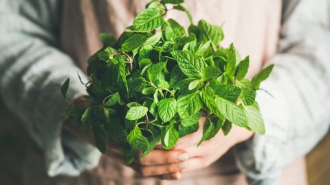 10 usos creativos y prácticos para tu menta