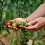 Trucos para que los tomates verdes maduren antes de la helada