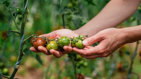 Trucos para que los tomates verdes maduren antes de la helada