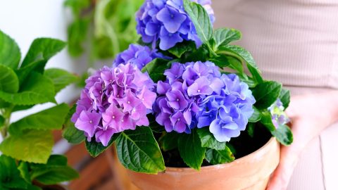 Hortensias en maceta: guía completa de cuidados y floración