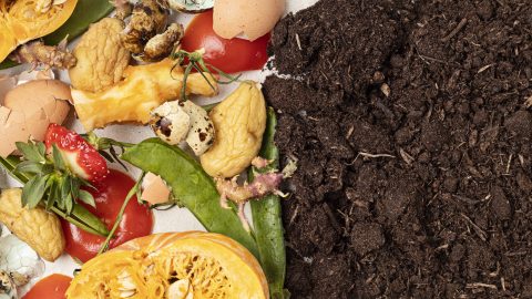 Por qué deberías enterrar restos de cocina en tu tierra este otoño