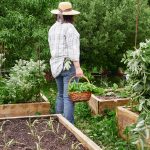 Hortalizas que puedes sembrar en otoño para cosechar en invierno
