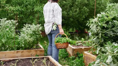 Hortalizas que puedes sembrar en otoño para cosechar en invierno