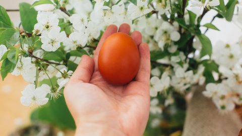 Por qué los jardineros siembran huevos en su tierra este otoño