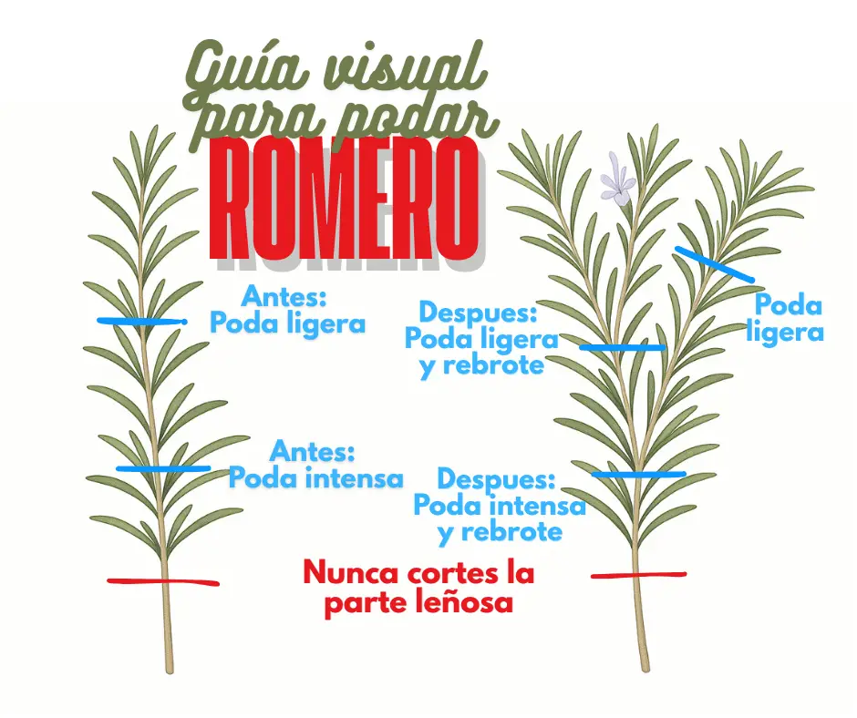 Guía visual para podar Romero “El romero puede recibir podas ligeras varias veces al año y una poda intensa en otoño para mantenerse saludable y frondoso.”