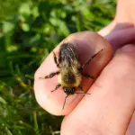Picaduras de abeja y avispa: remedios rápidos y caseros