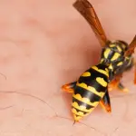 Avispas enojadas: cómo proteger tu hogar y tu familia en verano