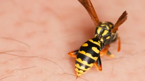 Avispas enojadas: cómo proteger tu hogar y tu familia en verano