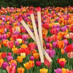 Por qué en otoño debes poner cerillas para flores de primavera