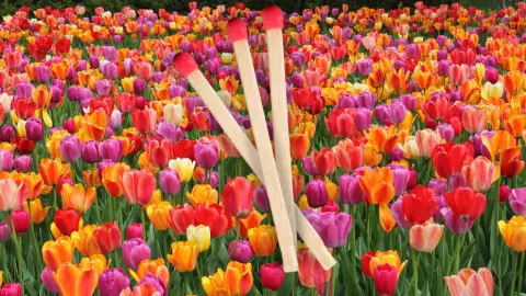 Por qué en otoño debes poner cerillas para flores de primavera